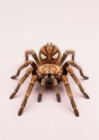 http://pabloga.com/es/files/gimgs/th-32_spider.jpg